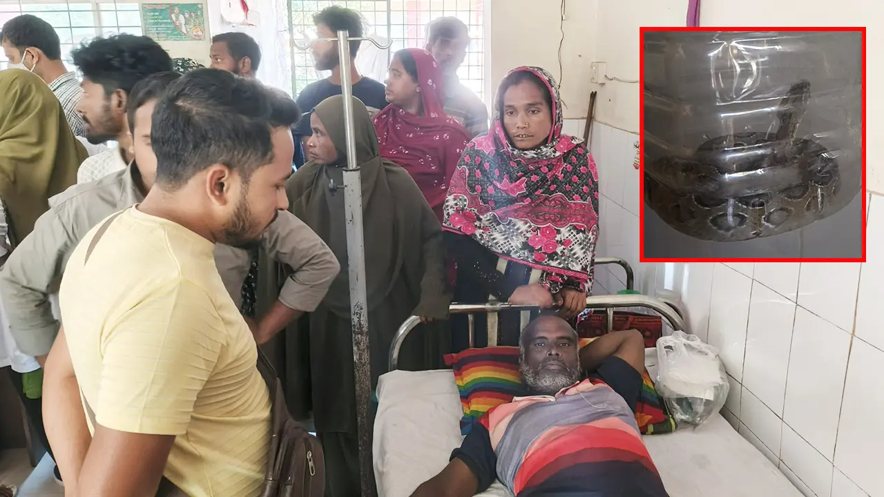 ধানখেতে সাপের কামড়, জীবিত রাসেলস ভাইপার নিয়ে হাসপাতালে কৃষক