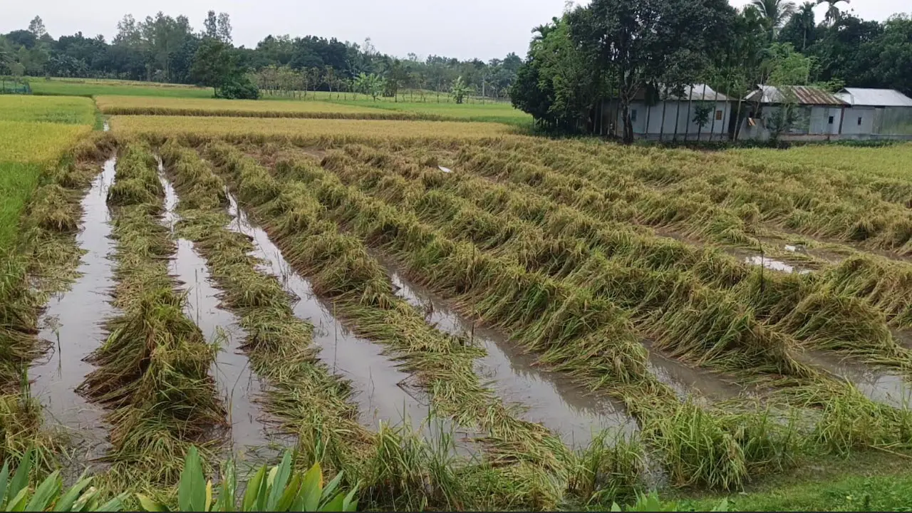 শেরপুরে টানা বৃষ্টিতে আমন ধানসহ সবজিতে ব্যাপক ক্ষতির আশঙ্কা