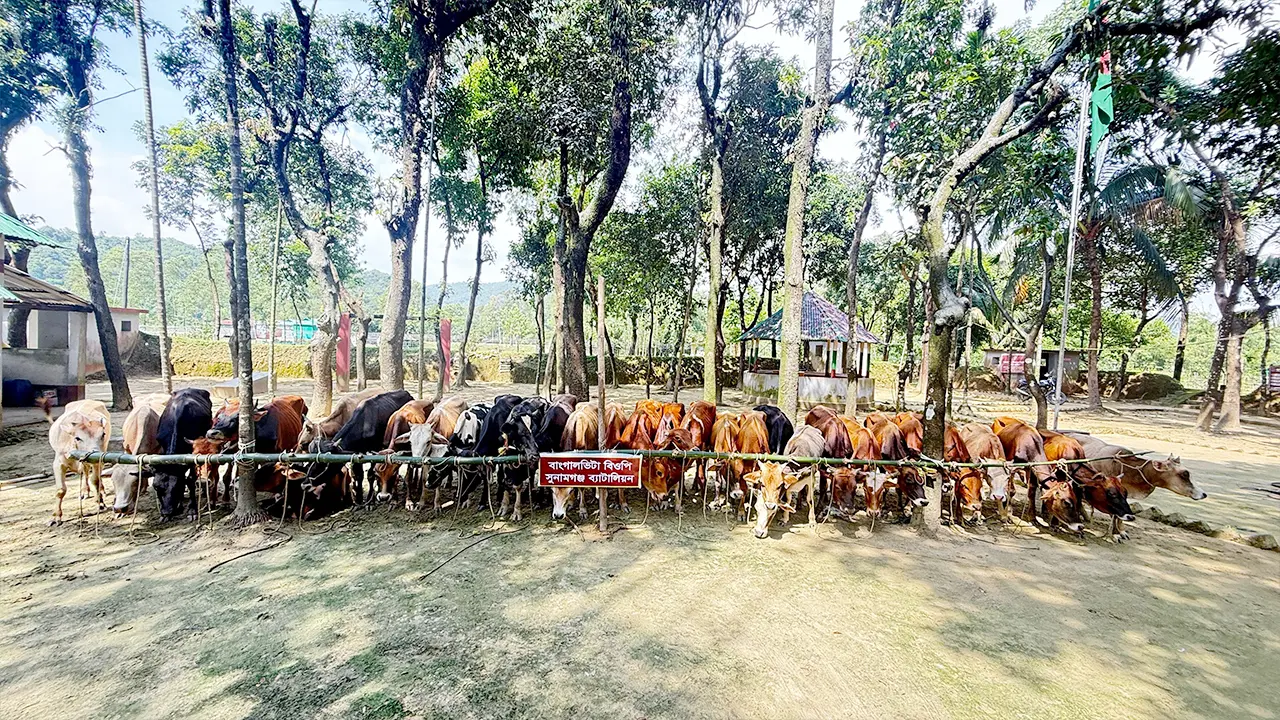 গরু চোরাচালানে ক্ষতিগ্রস্ত দেশীয় খামারি, বন্ধ হচ্ছে খামার