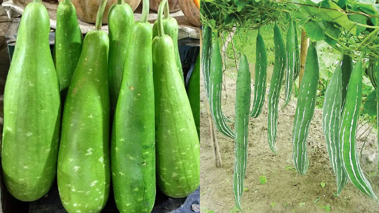 ঠাকুরগাঁওয়ে চিচিঙ্গার কেজি ২, লাউ ৪ টাকা