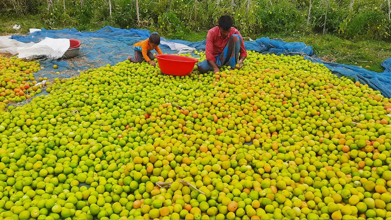 অতিবৃষ্টি ও লবণাক্ততার মাঝেও সাতক্ষীরায় টমেটোর বাম্পার ফলন