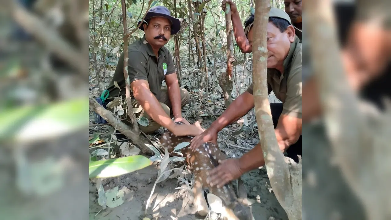 শিকারির ফাঁদে আটকা পড়ে ছটফট করছিল হরিণটি
