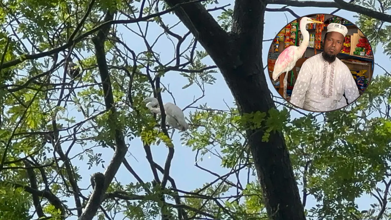 অবমুক্ত করার পর থেকে বাউফলের সেই বক না খেয়ে আছে