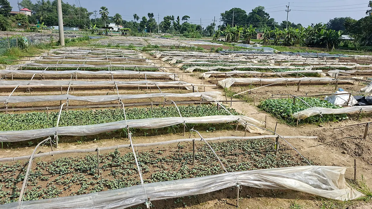 ৭২ বছর ধরে সমেশপুরে সবজির চারা উৎপাদন, খ্যাতি দেশজুড়ে