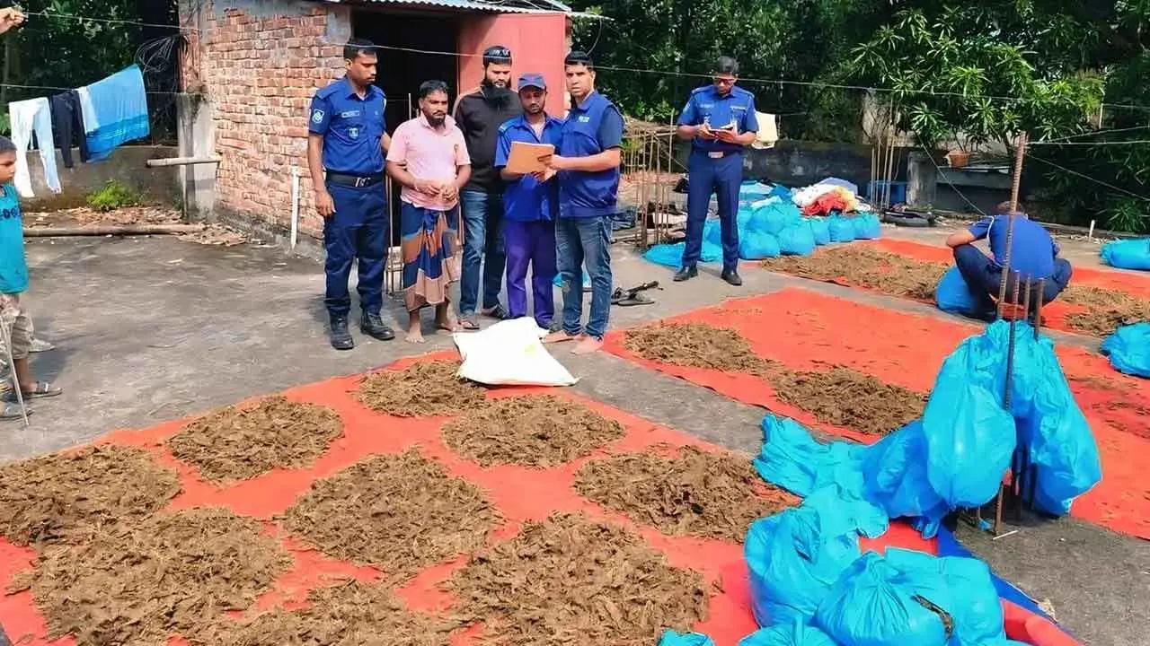 ইউপি সদস্যের বাড়ির ছাদে শুকানো হচ্ছিল গাঁজা