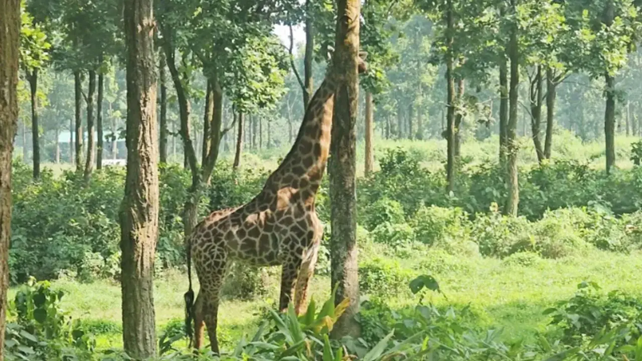 মারা গেছে গাজীপুর সাফারি পার্কের শেষ জিরাফটিও