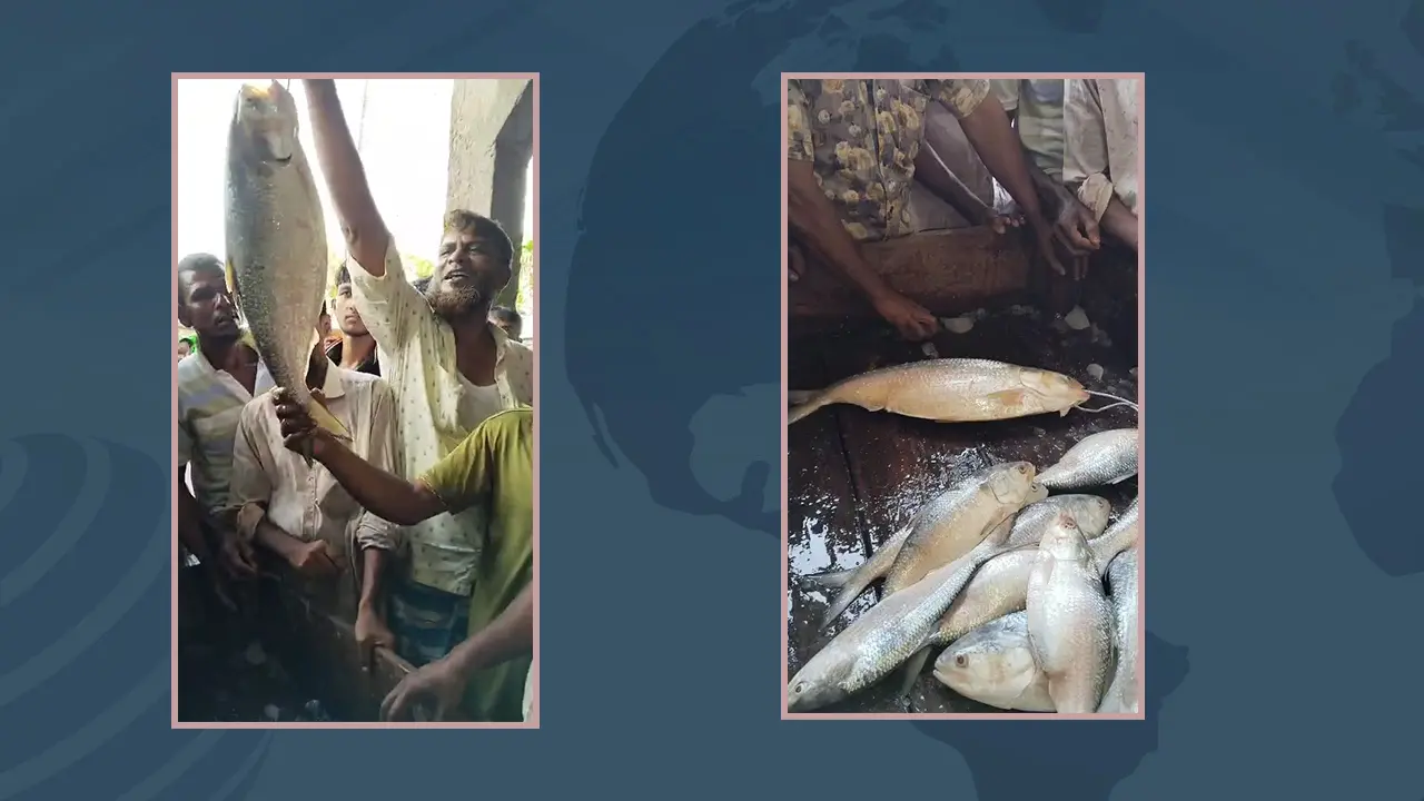 রামগতিতে ধরা পড়ল সাড়ে ৩ কেজির ইলিশ, ১০ হাজারে বিক্রি