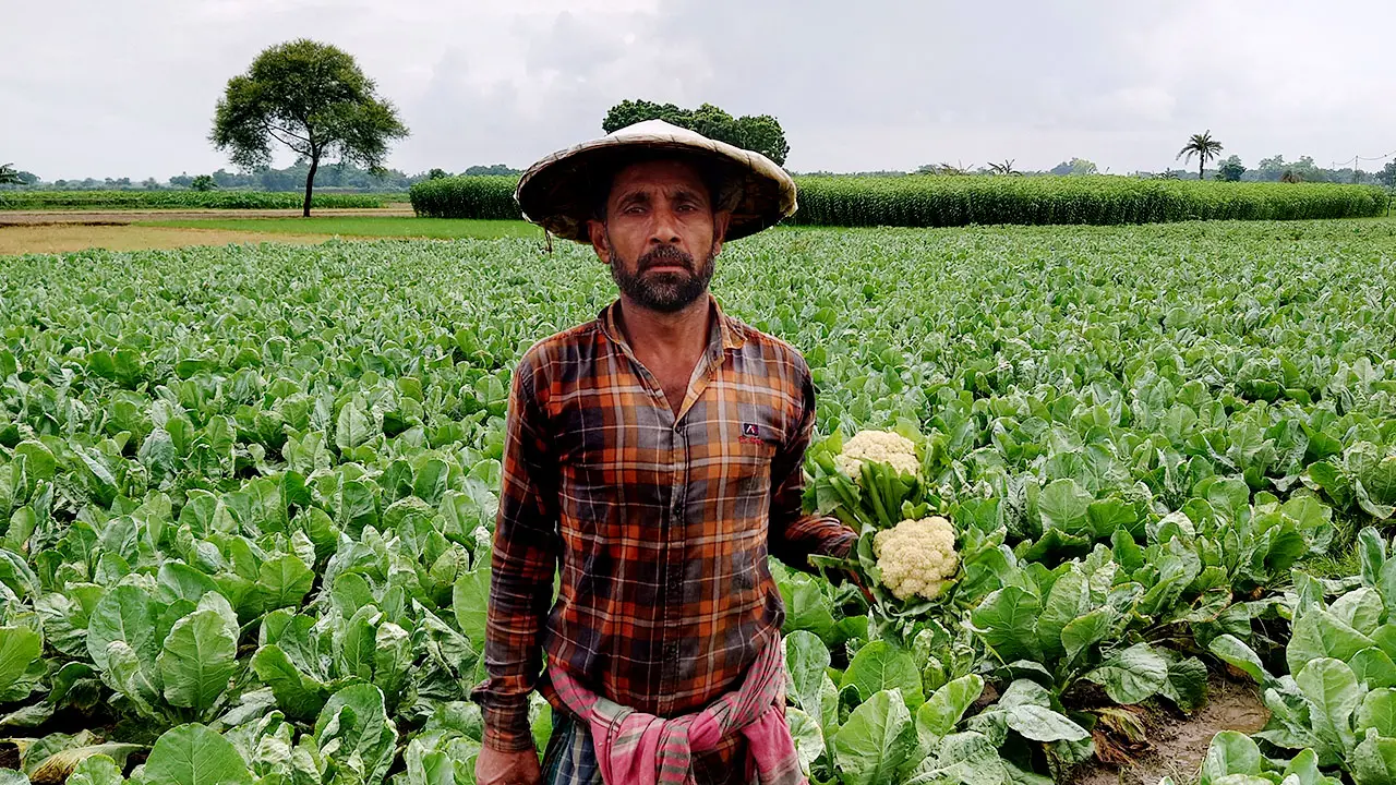 অধিক লাভের আশায় ঝুঁকি নিয়ে শীতের ফুলকপি গ্রীষ্মে আবাদ