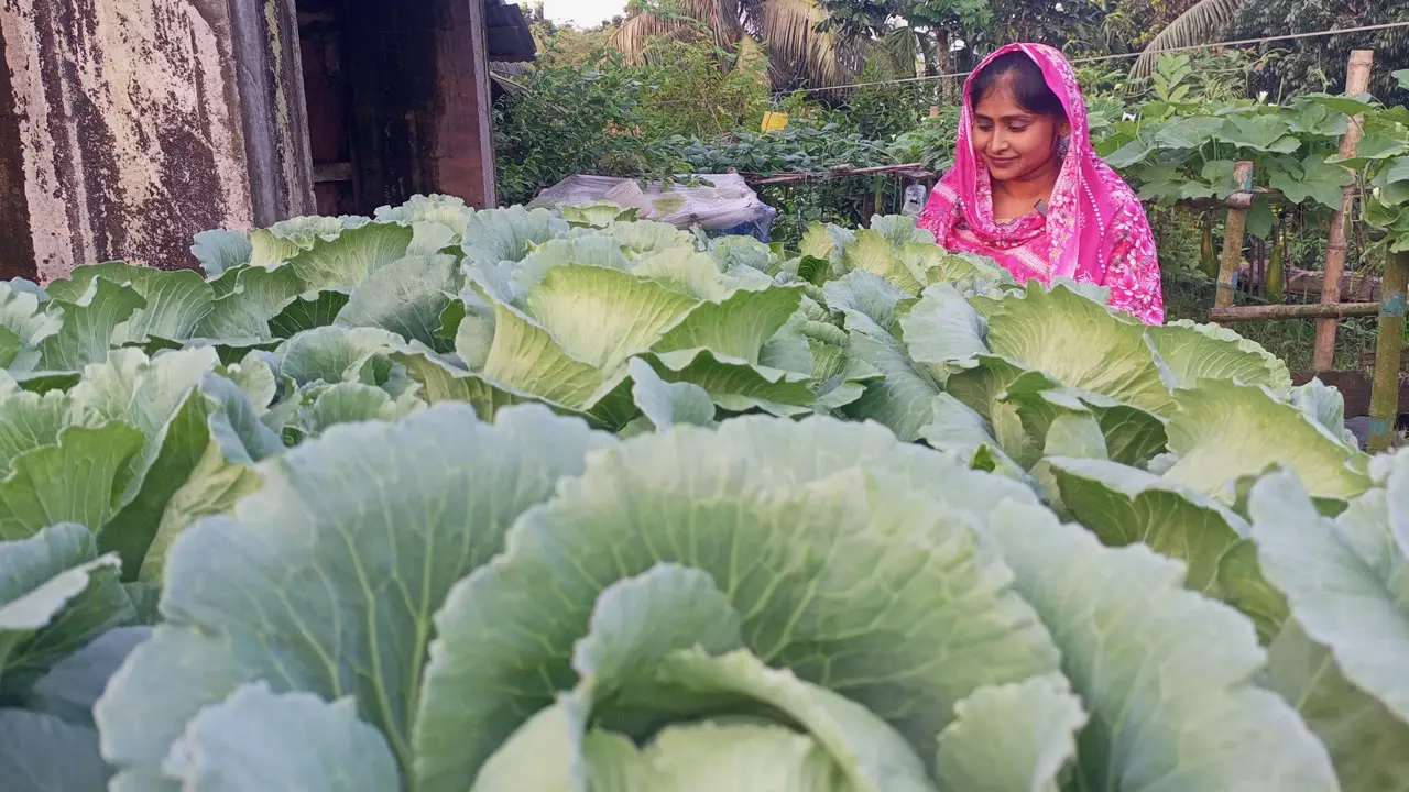 শেকড় প্রযুক্তিতে ছাদবাগান, স্বল্প খরচে দ্বিগুণ ফলন
