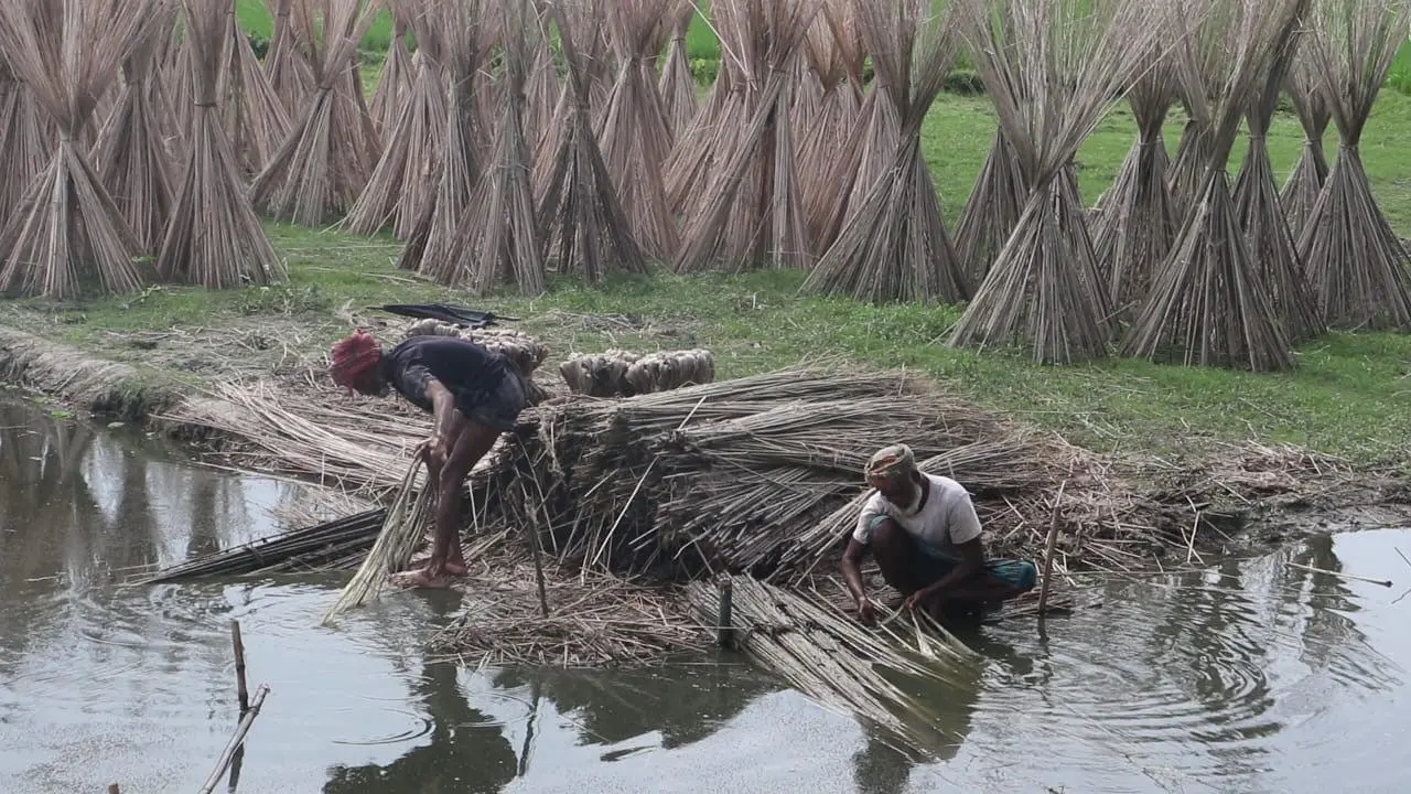 ‘এখন দাম ভালো, কিন্তু আমাদের ঘরে তো পাট নেই’