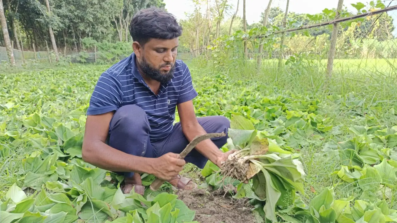 একাঙ্গী চাষে খরচের তুলনায় দ্বিগুণ লাভ