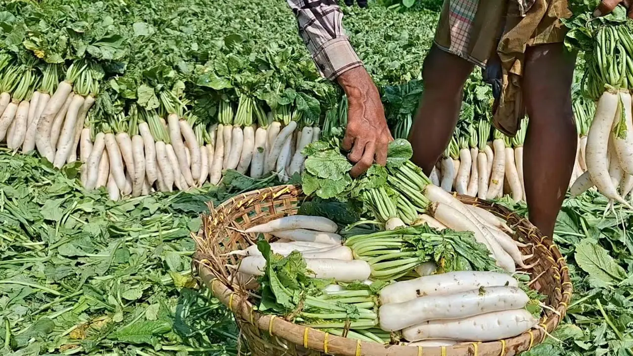 মুলার আগাম চাষ, ফলন বিপর্যয়ে দুশ্চিন্তায় কুমিল্লার কৃষক