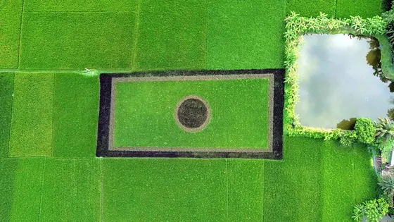 নাটোরে নজর কাড়ছে ধানগাছে আঁকা জাতীয় পতাকা