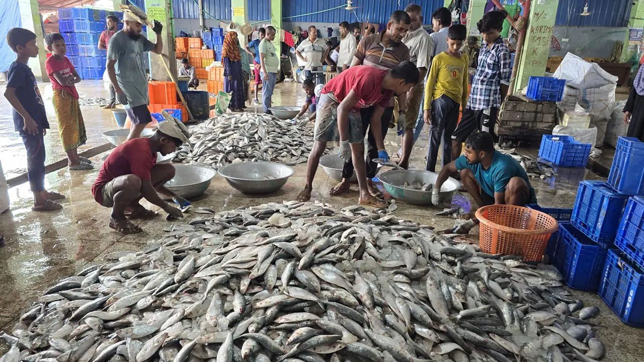 নদীর মোহনায় কমেছে ইলিশ