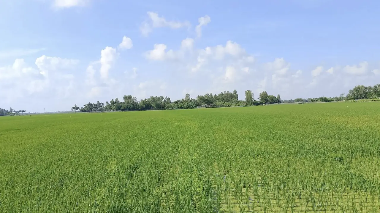সাতক্ষীরায় লবণের ভেতরেও সবুজ স্বপ্ন : পরিকল্পিত চাষই সমাধান