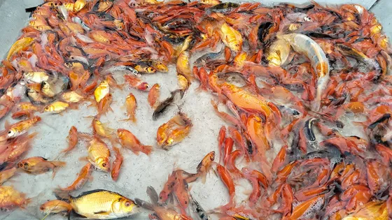 ৬২০ টাকায় শুরু, এখন কোটি টাকার রঙিন মাছের সাম্রাজ্য