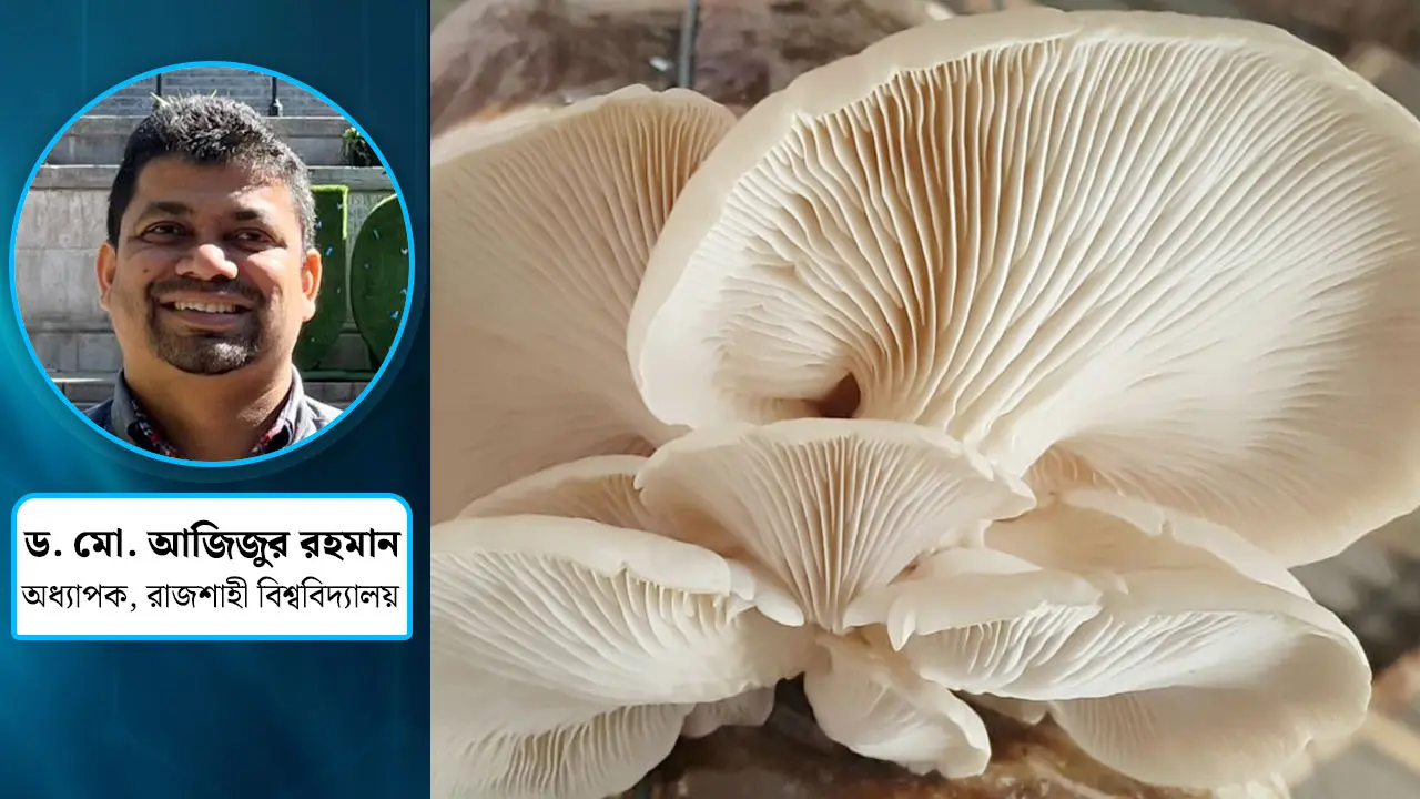 বাংলাদেশে মাশরুম কেন জনপ্রিয় হচ্ছে না?