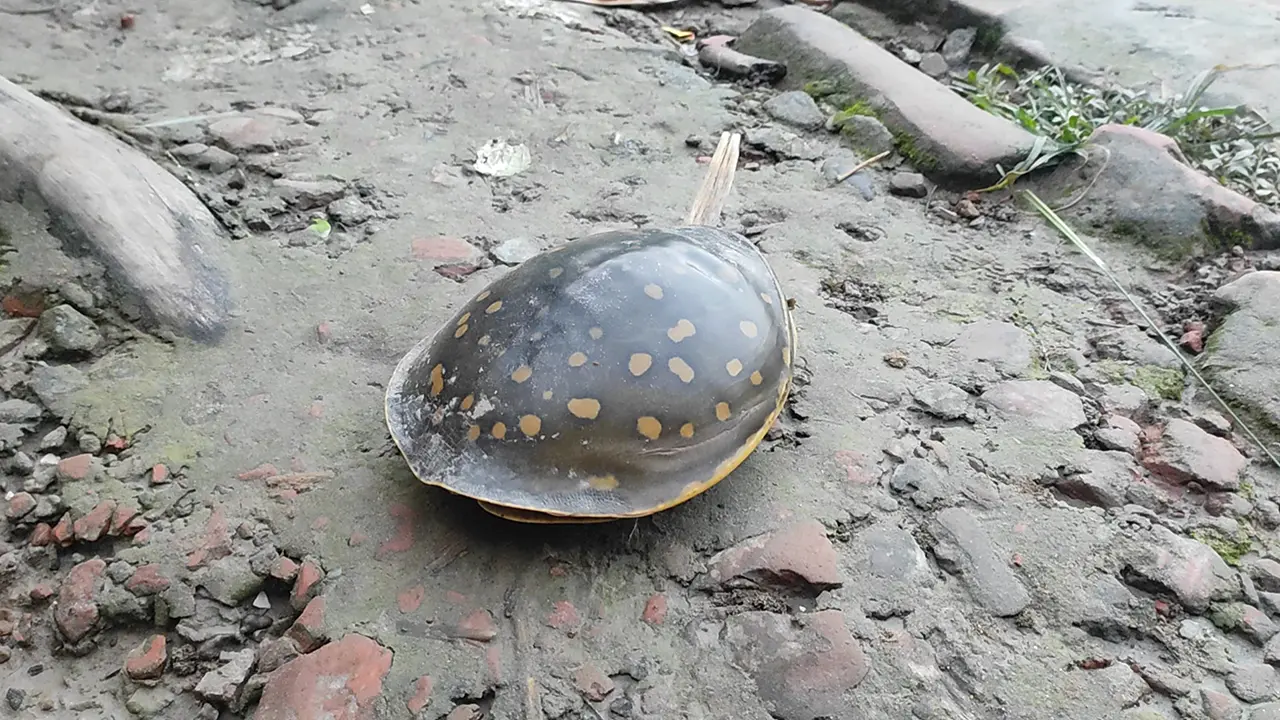 বাগেরহাটে বিরল প্রজাতির সুন্ধি কচ্ছপ উদ্ধার