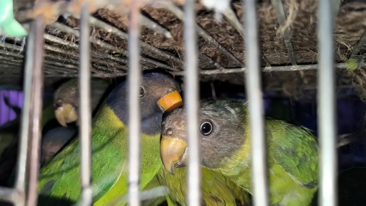 উদ্ধারের পর মুক্ত, আকাশে উড়ল ৭০ হিরামন টিয়া