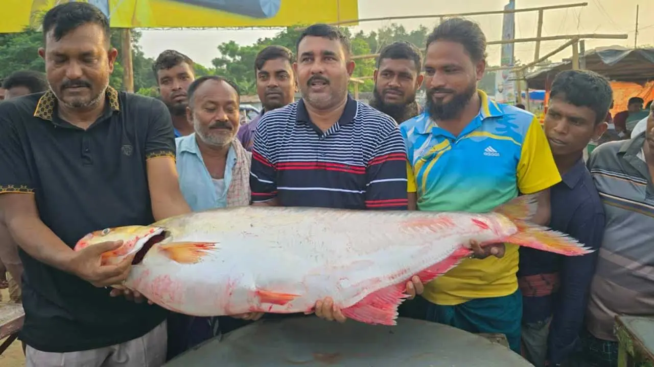 পদ্মার এক ঢাই মাছ বিক্রি হলো ১ লাখ ৪ হাজার টাকায়