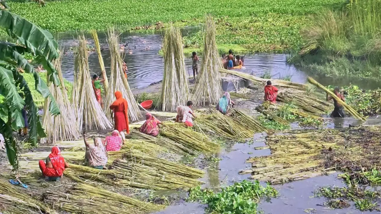 হাওরে পাটের বাম্পার ফলন, দাম না পেয়ে চিন্তিত কৃষকরা