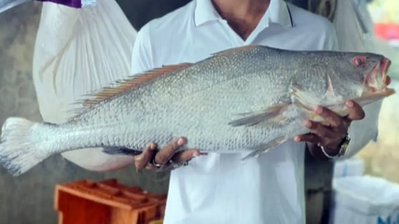 জেলের জালে মিলল বিরল প্রজাতির কালো পোয়া, ৮০ হাজারে বিক্রি