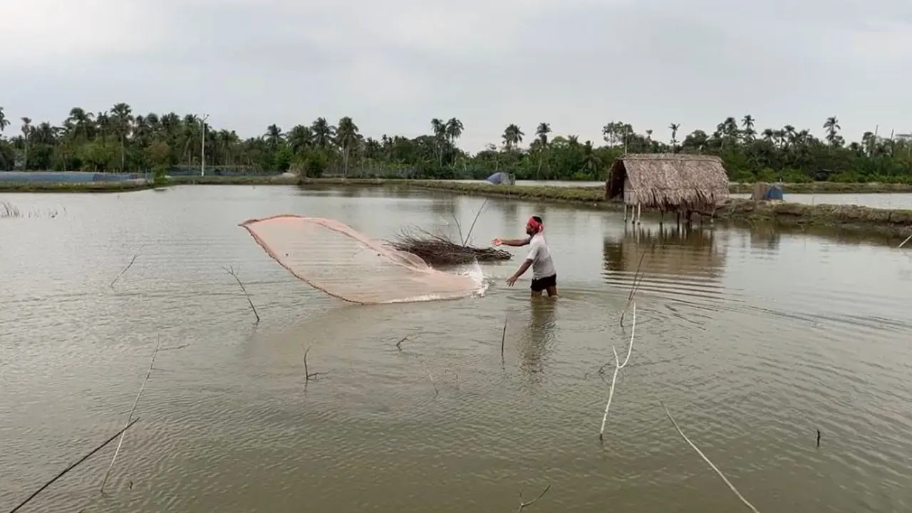 নোনাপানির প্রভাবে বাড়ছে অনাবাদি জমি, সুপেয় পানির সংকট