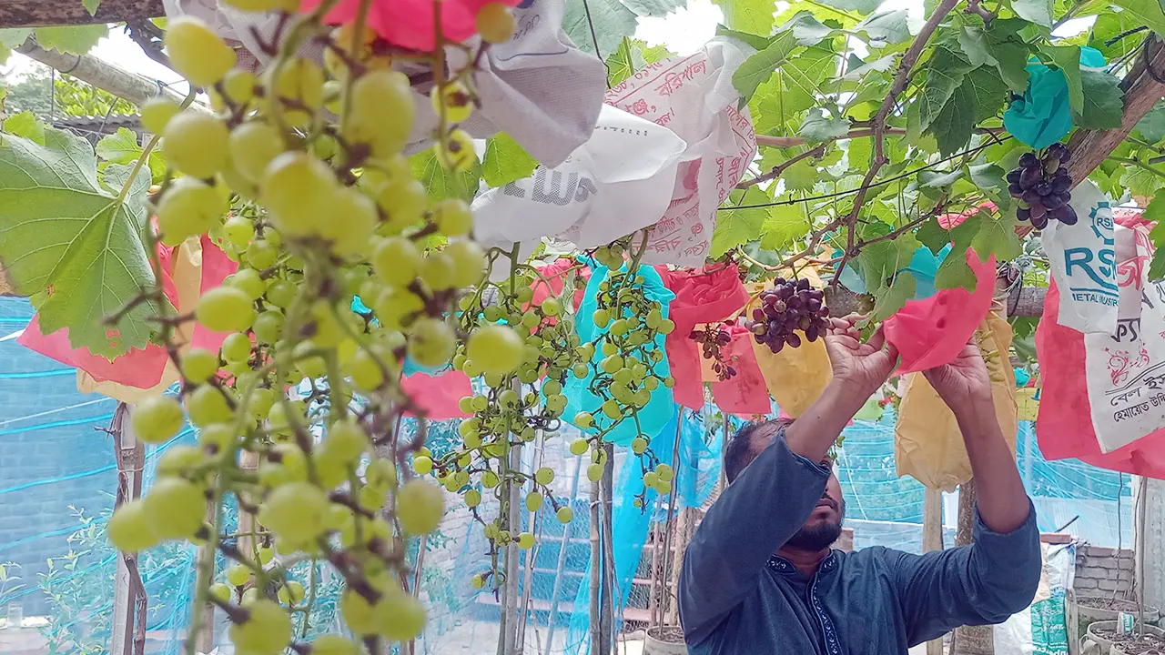 বাড়ির ছাদে ২১ জাতের বিদেশি আঙুর চাষ