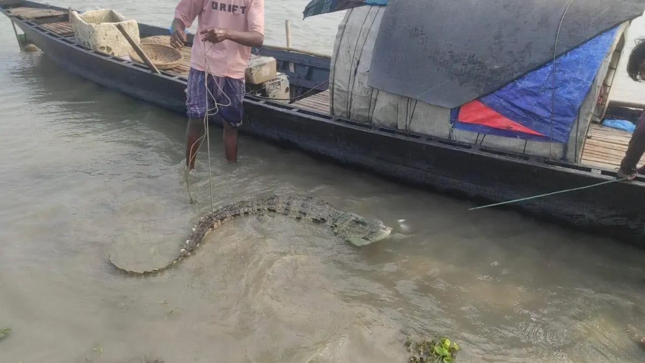 পদ্মায় জেলের বড়শিতে ধরা পড়ল বিরল প্রজাতির কুমির