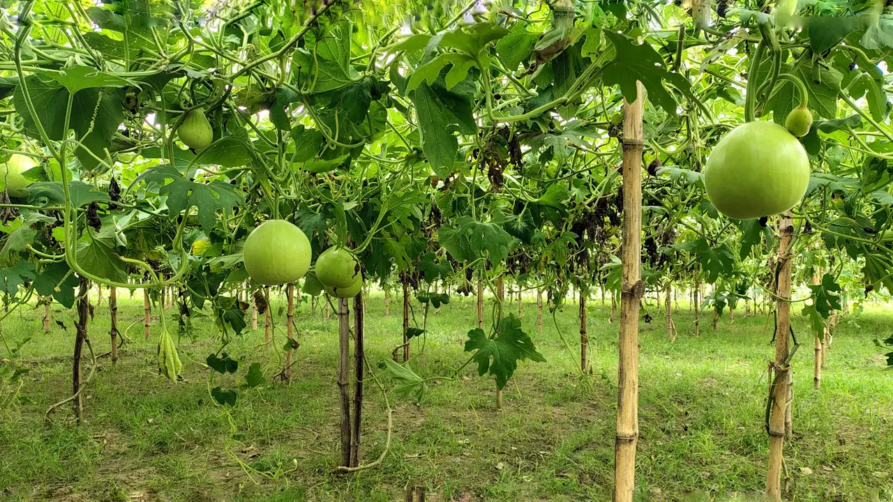 মেহেরপুরে মাচা পদ্ধতিতে লাউ চাষে তিনগুণ লাভের স্বপ্ন কৃষকের
