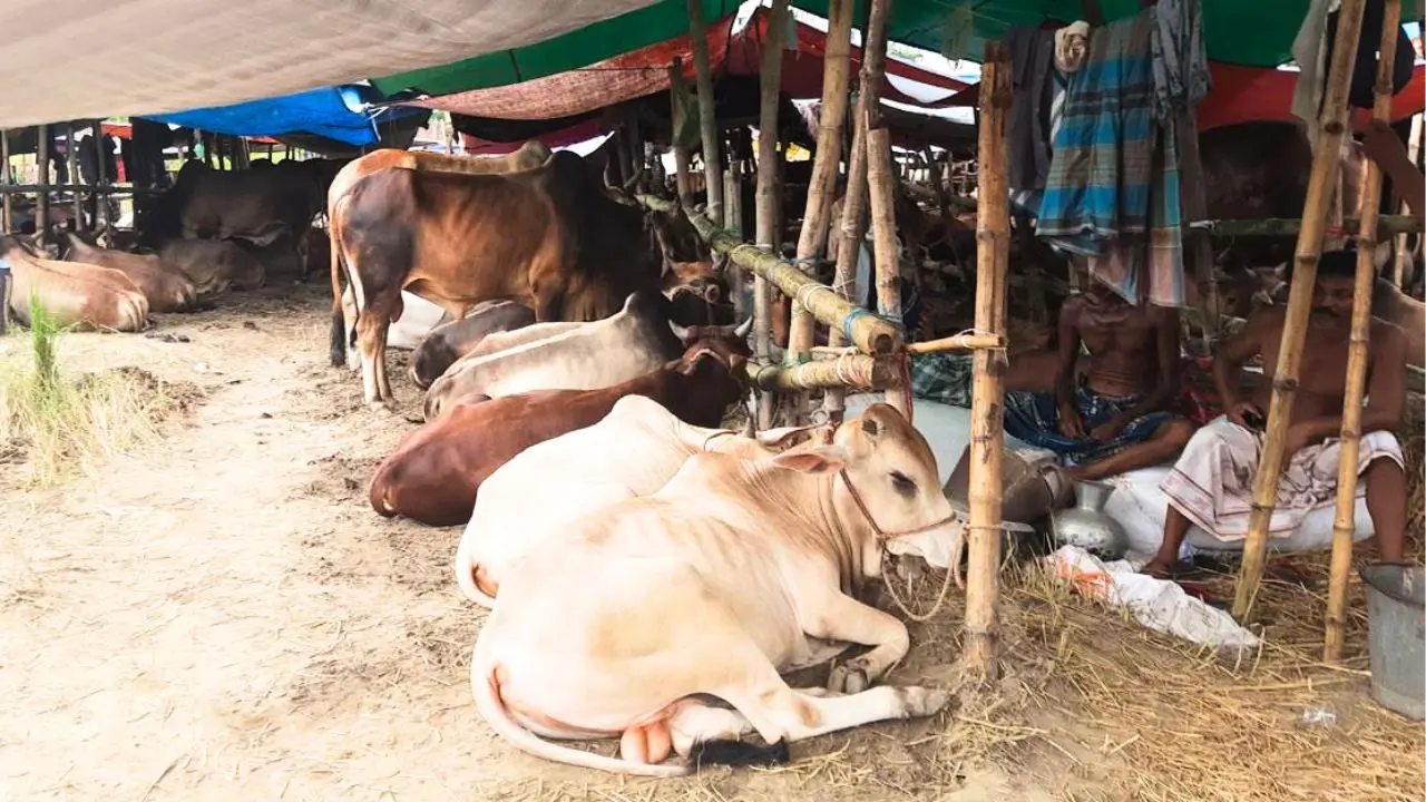 রাজধানীর ২৪ স্পটে বসবে অস্থায়ী পশুর হাট