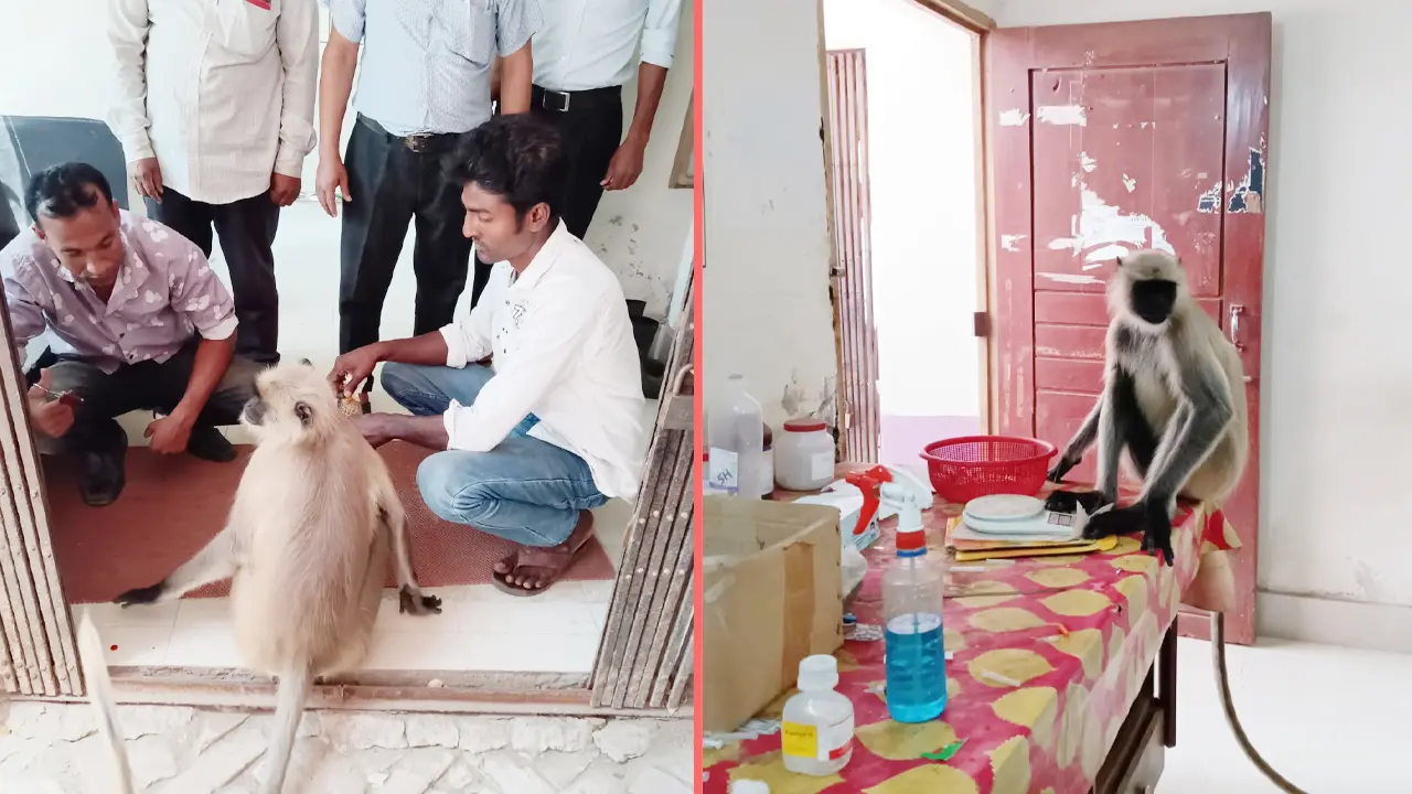 আহত হনুমান চিকিৎসা নিতে হাজির হাসপাতালে