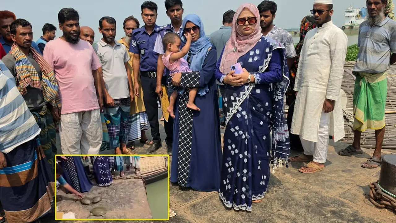 সোনারগাঁয়ে ১৩টি কচ্ছপ উদ্ধার