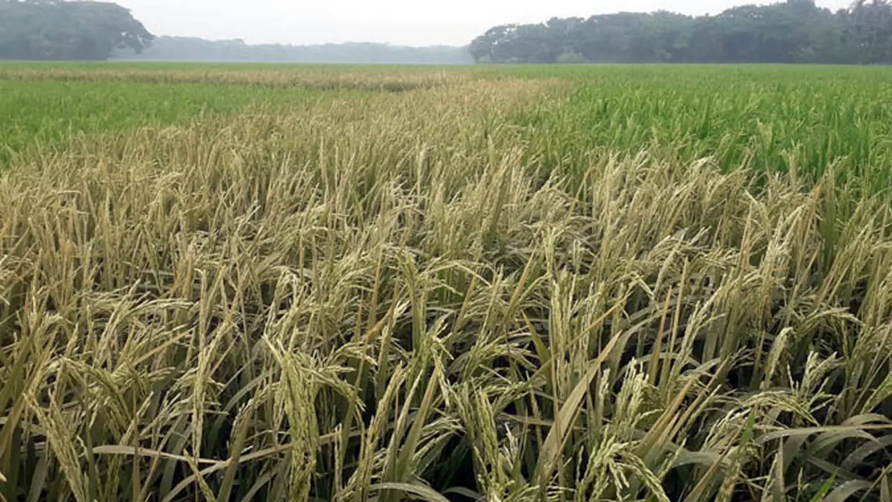 যশোরে ছয় বিঘা জমিতে ক্ষতিকর আগাছানাশক প্রয়োগ, পুড়ে গেছে ধান