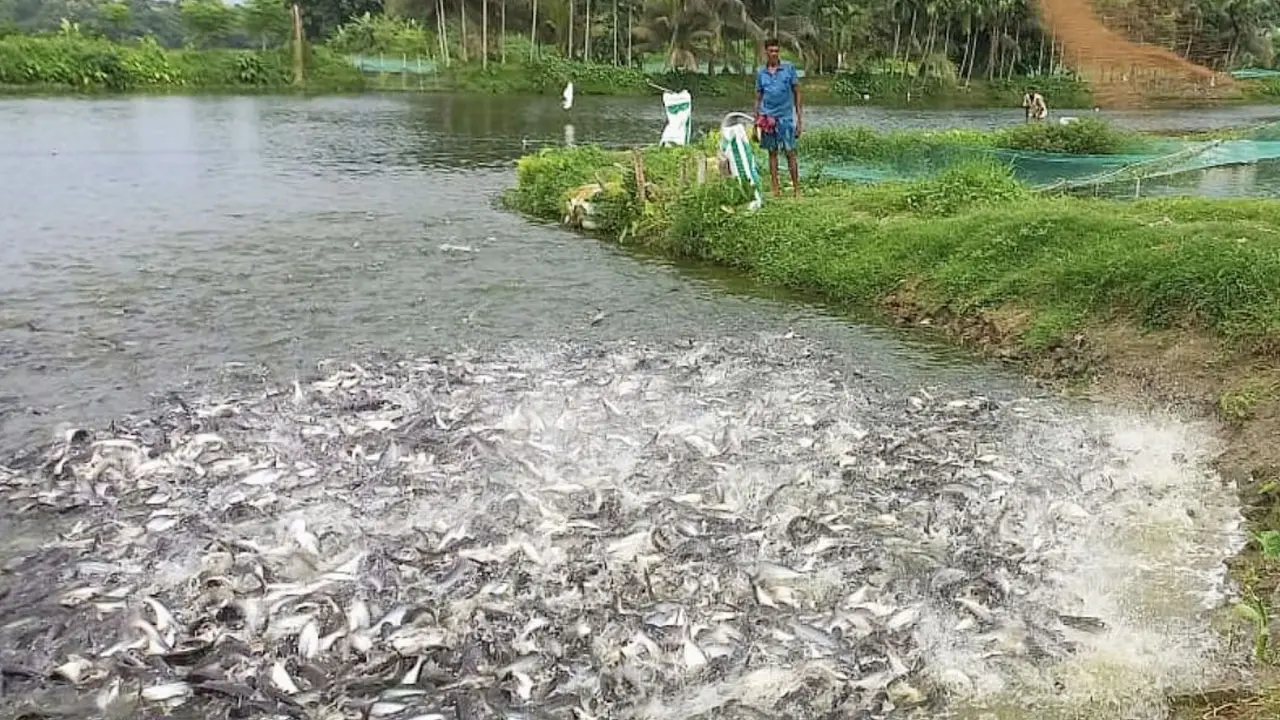 মাছচাষে মুরগির বিষ্ঠা-নাড়িভুঁড়ি ব্যবহার, সেই মাছ নিজেরাই খান না খামারিরা
