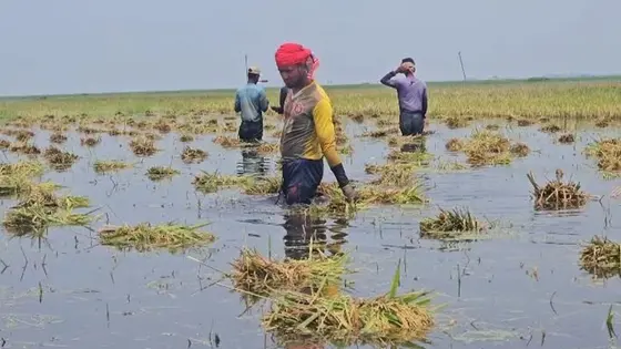 কিশোরগঞ্জে রেকর্ড বৃষ্টিপাত, হাওরে ভাসছে কৃষকের স্বপ্নের ফসল