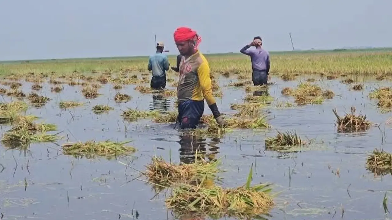 কিশোরগঞ্জে রেকর্ড বৃষ্টিপাত, হাওরে ভাসছে কৃষকের স্বপ্নের ফসল