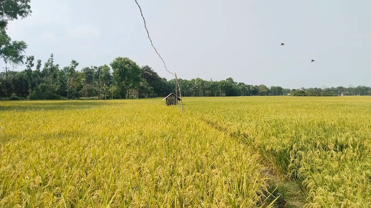 বিদ্যুৎ-জ্বালানি সংকটের পাশাপাশি ধানের দামে ধস, দুশ্চিন্তায় কৃষকরা