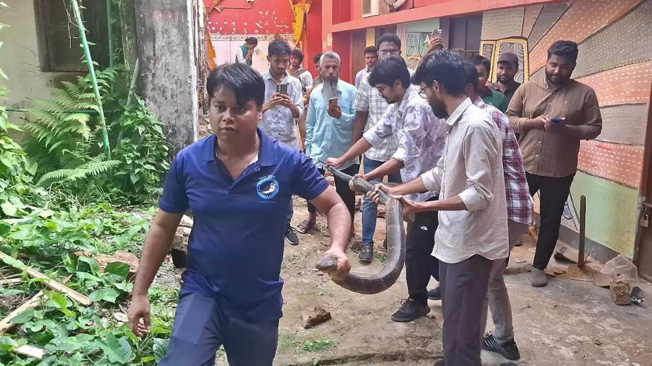 চট্টগ্রাম বিশ্ববিদ্যালয়ে ১২ ফুট দৈর্ঘ্যের কিং কোবরা উদ্ধার