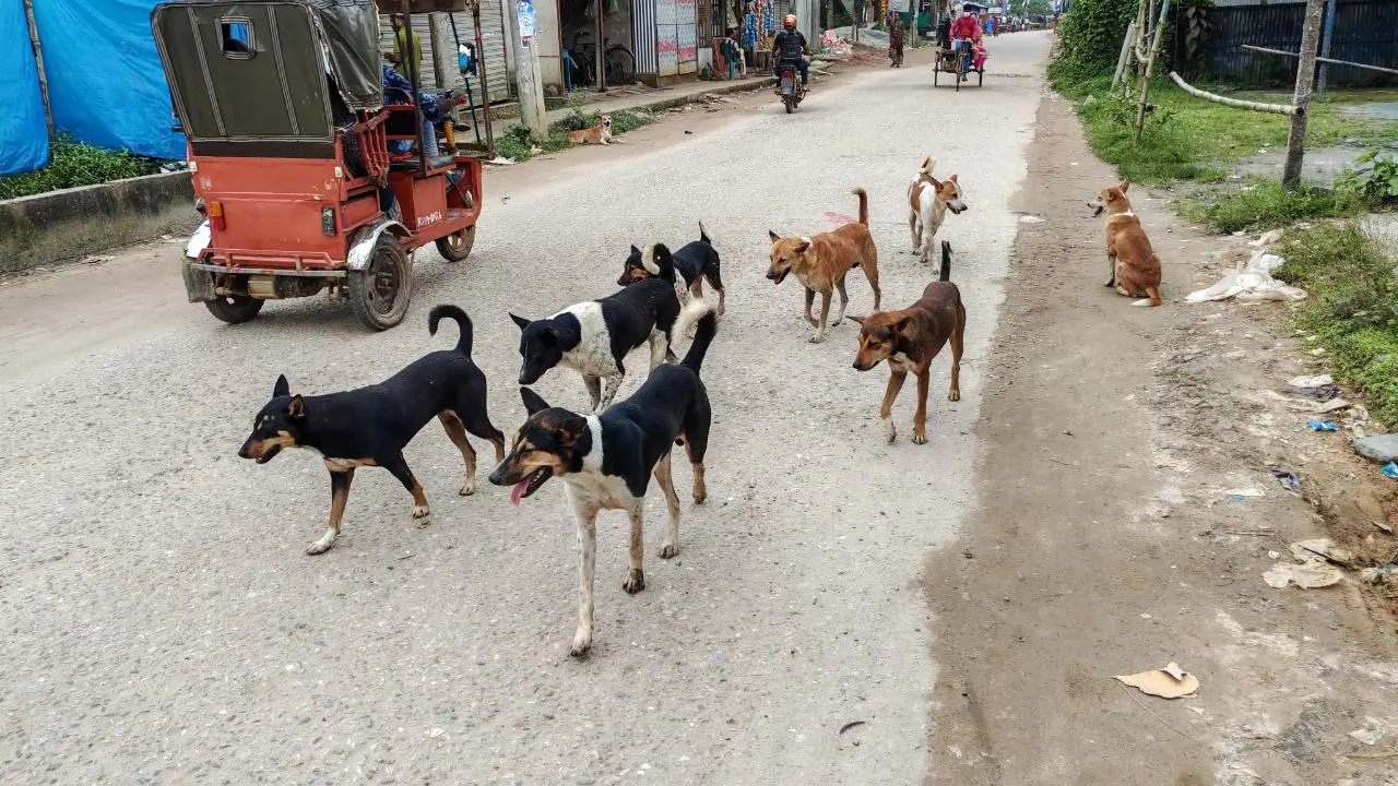 সখীপুরে কুকুরের কামড়ে ৫৪ জন আহত