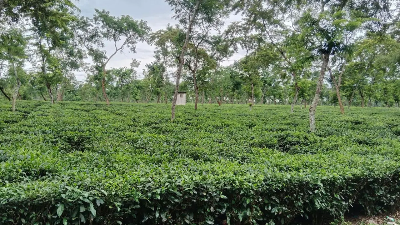 ১৭০ বছরেও কাটেনি মদের নেশা, চা-বাগানে সস্তা শ্রমে বাড়ছে বেকারত্ব