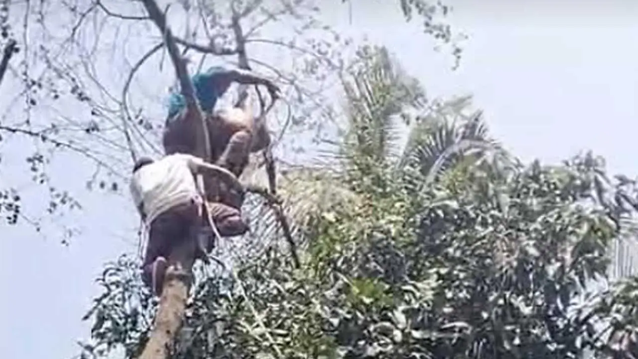 মাথা ঘুরে গাছের উপর ঝুলে ছিলেন বৃদ্ধ, ৯৯৯-এর ফোনে উদ্ধার