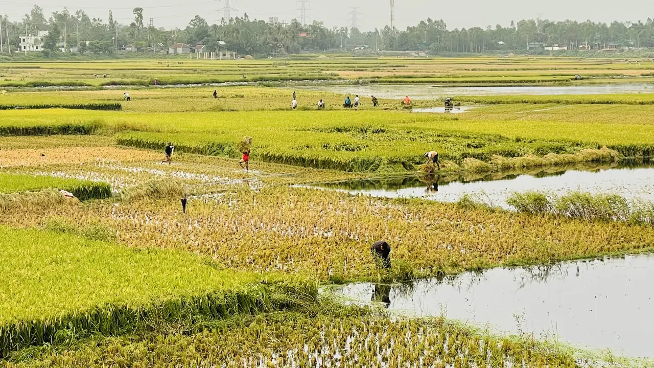 গাজীপুরে হঠাৎ পানি বৃদ্ধিতে ডুবছে বোরো ধান, মজুরি বেড়ে ১২০০