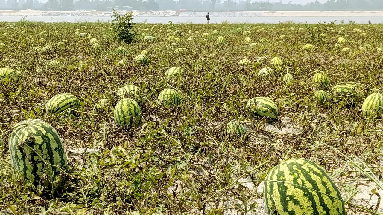 চরের বুকে তরমুজের বাম্পার ফলন, বদলে যাচ্ছে গাইবান্ধার অর্থনীতি