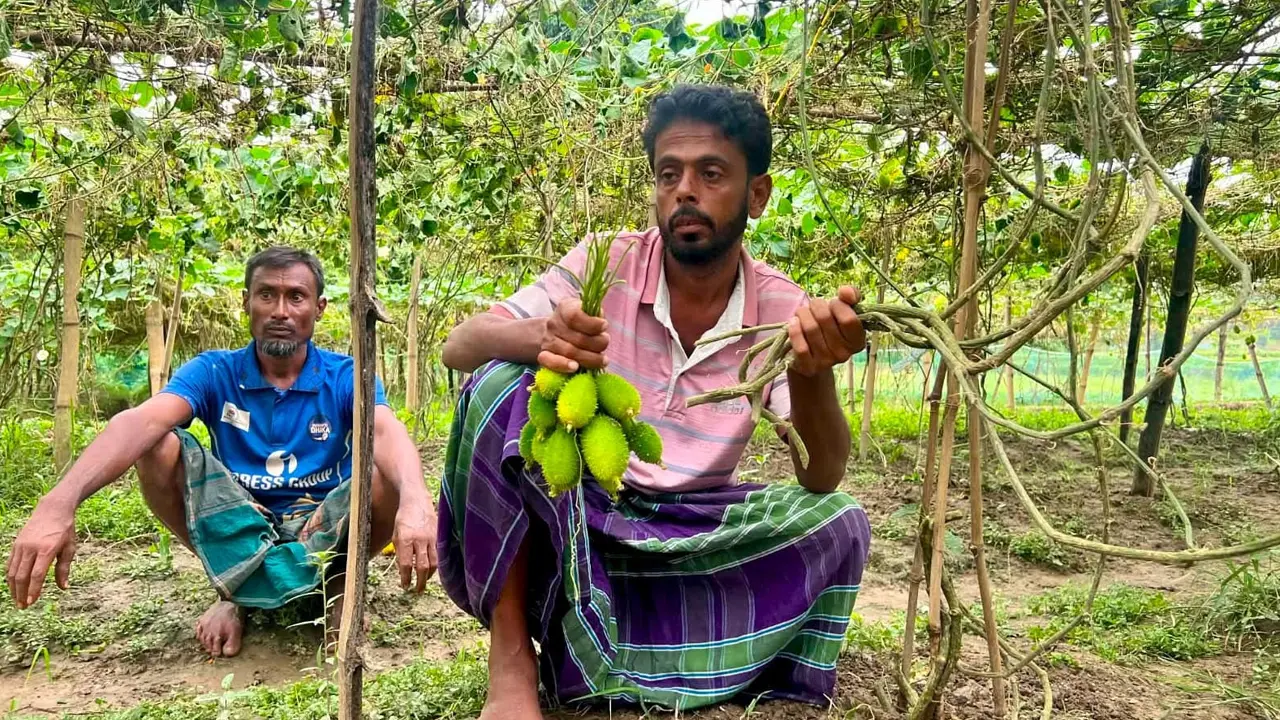 কৃষকের ৬০ শতক জমির ফলন্ত কাঁকরোলগাছ কেটে দিল দুর্বৃত্তরা