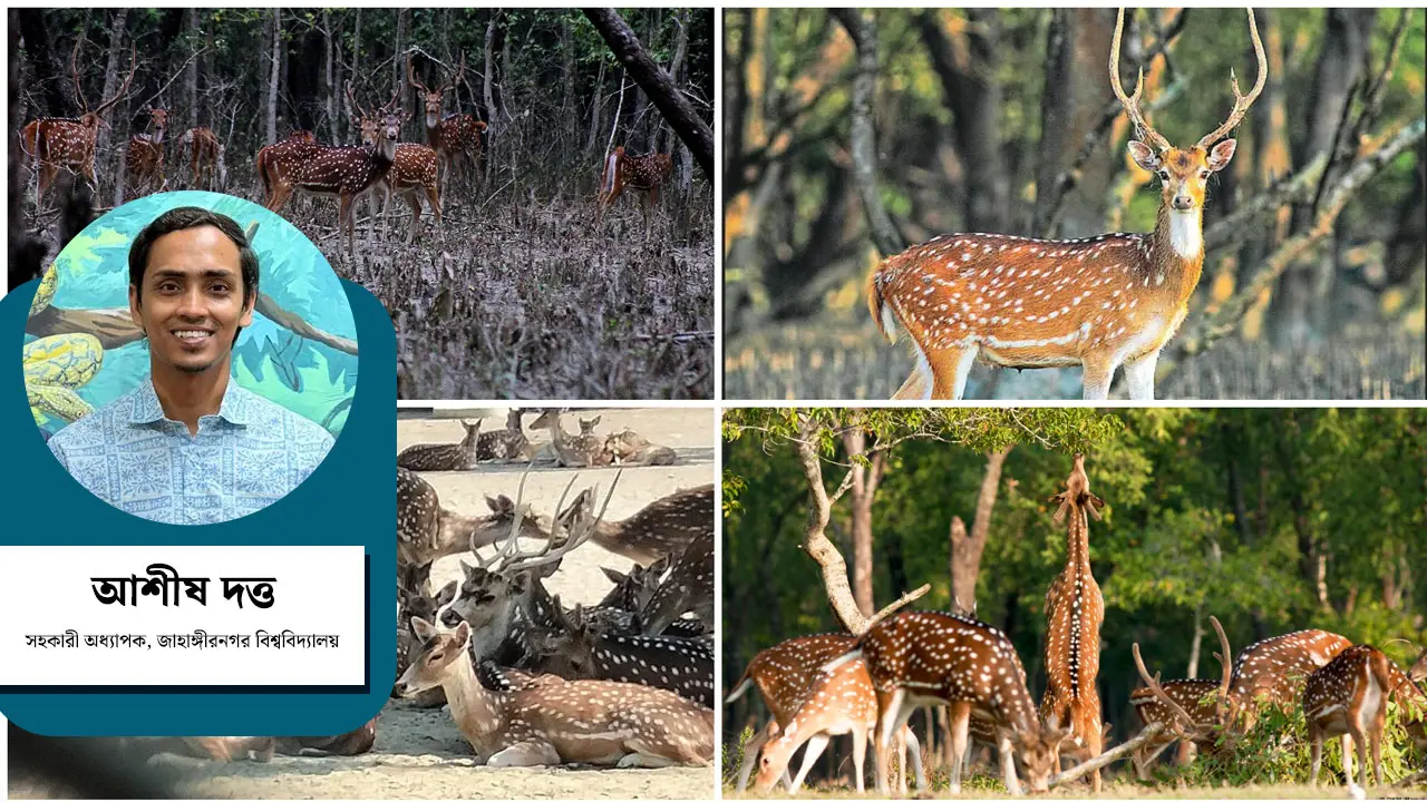 সুন্দরবনে বেড়েছে হরিণ শিকারের ফাঁদ, বন্যপ্রাণীর অভয়ারণ্য নিরাপদ কি?