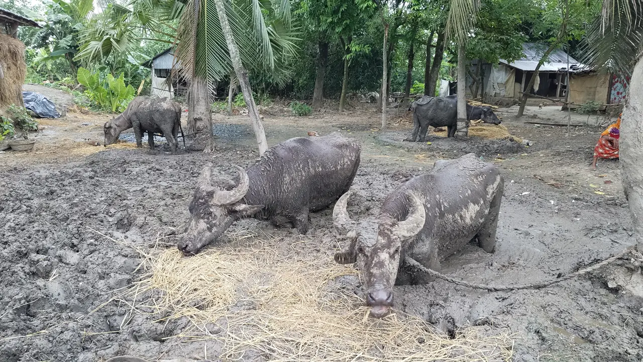 ৬ মাস ধরে বুকসমান কাদায় বেঁধে রাখা হতো মহিষগুলো, অবশেষে উদ্ধার