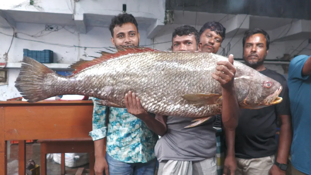 জেলের জালে ২২ কেজির বিরল ‘ধাতিনা ভোল’, সাড়ে ৩ লাখ টাকায় বিক্রি
