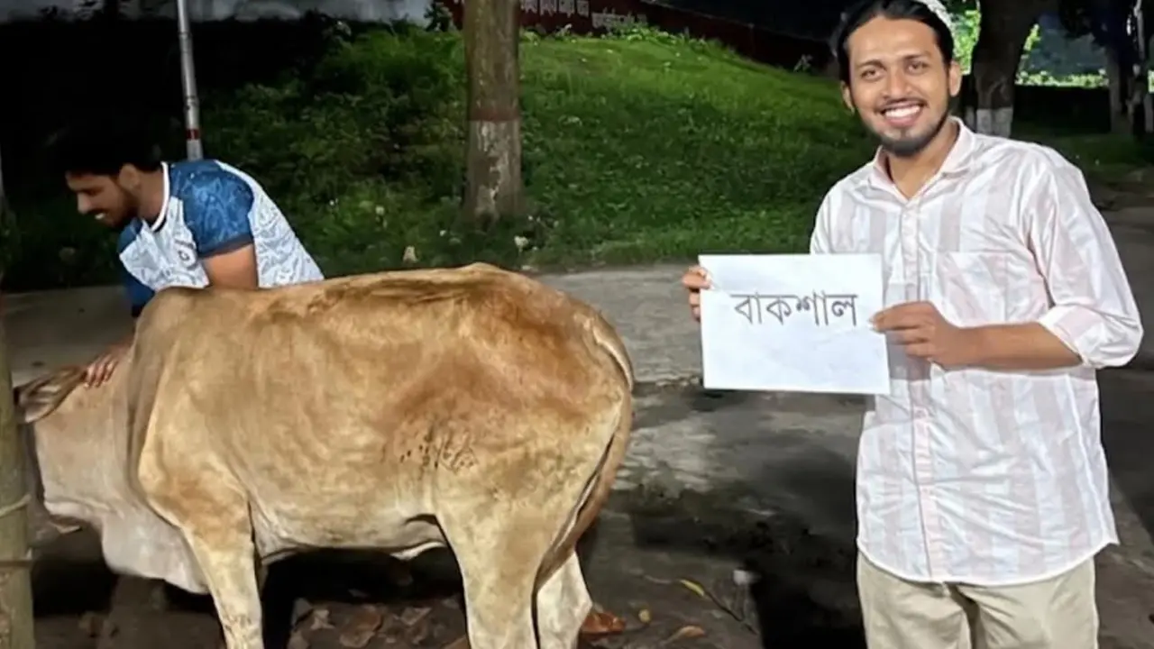রাবিতে ‘বাকশাল’ নামে গরু জবাই, ‘জুলাইয়ের জিয়াফত’ আয়োজন আম্মারের