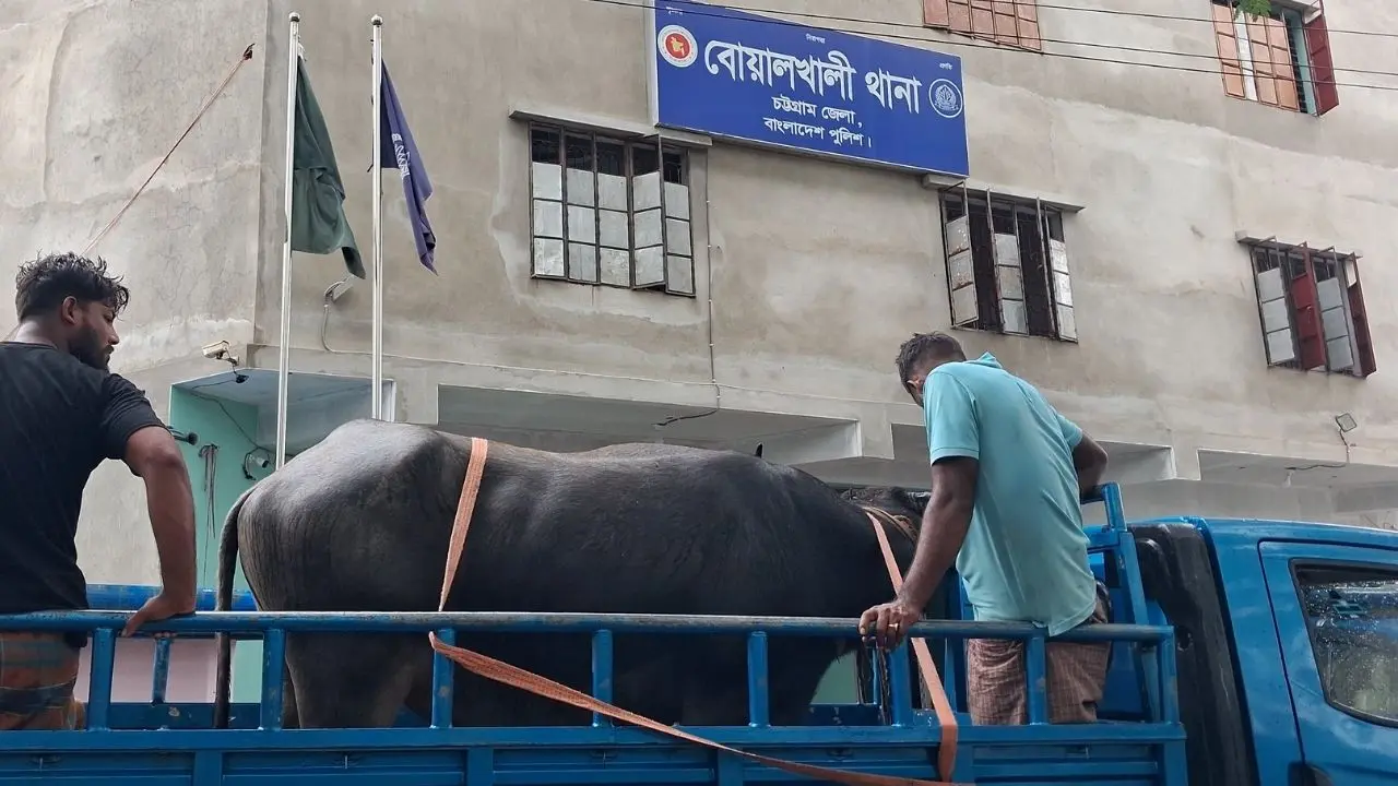 বোয়ালখালীতে বসতঘর থেকে চোরাই গরু-মহিষ উদ্ধার